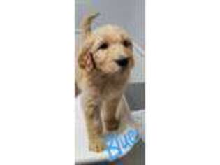Goldendoodle Puppy for sale in Prairieville, LA, USA