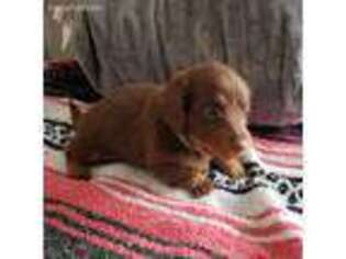 Dachshund Puppy for sale in Manzanola, CO, USA