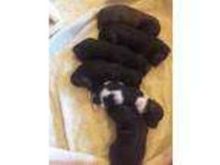 Havanese Puppy for sale in Chelsea, MI, USA