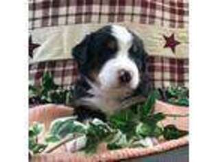 Bernese Mountain Dog Puppy for sale in Clare, MI, USA