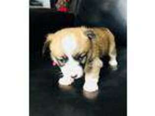 Pembroke Welsh Corgi Puppy for sale in Douglas, WY, USA