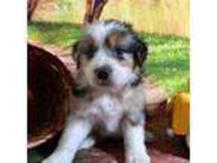 Miniature Australian Shepherd Puppy for sale in Valdosta, GA, USA
