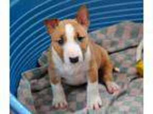 Bull Terrier Puppy for sale in Minot, ND, USA