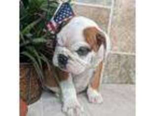Bulldog Puppy for sale in Lebanon, MO, USA