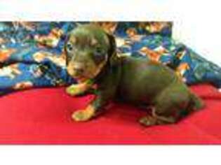 Dachshund Puppy for sale in Sacramento, CA, USA