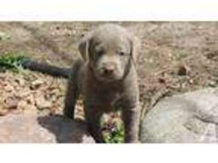 Labrador Retriever Puppy for sale in MINNEAPOLIS, MN, USA