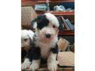 Old English Sheepdog Puppy for sale in Poteet, TX, USA