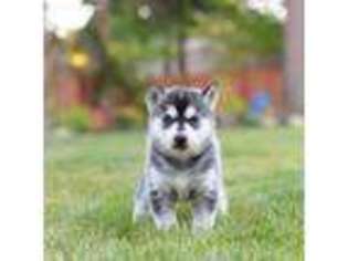 Siberian Husky Puppy for sale in Maple Valley, WA, USA