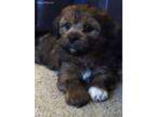Lhasa Apso Puppy for sale in Haysville, KS, USA