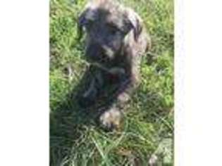Irish Wolfhound Puppy for sale in LOLA, KY, USA