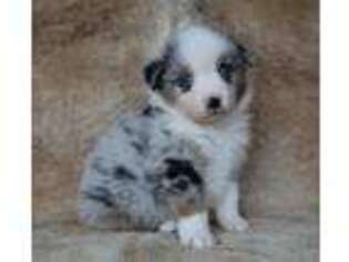 Miniature Australian Shepherd Puppy for sale in Westby, WI, USA
