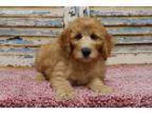 Goldendoodle Puppy for sale in Eden Valley, MN, USA