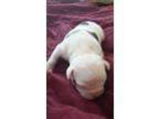 American Bulldog Puppy for sale in Holmes, NY, USA