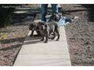 Neapolitan Mastiff Puppy for sale in Dewey, AZ, USA