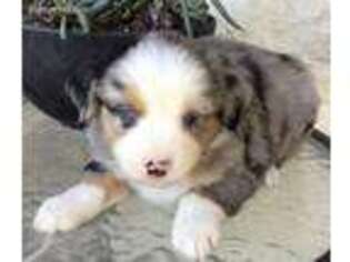 Miniature Australian Shepherd Puppy for sale in Jarrell, TX, USA