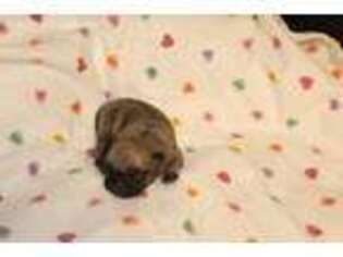 Pug Puppy for sale in Wilson, NC, USA