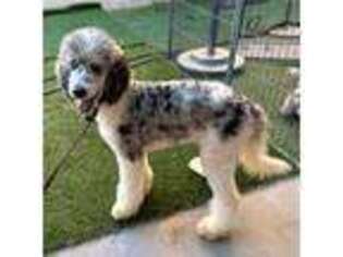 Mutt Puppy for sale in Litchfield Park, AZ, USA