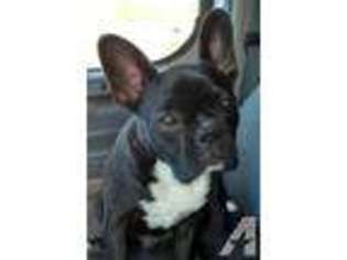 Boston Terrier Puppy for sale in NINE MILE FALLS, WA, USA