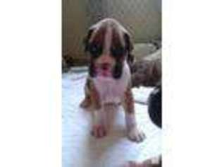 Boxer Puppy for sale in CUBA, NY, USA