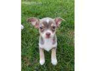 Chihuahua Puppy for sale in Wenatchee, WA, USA
