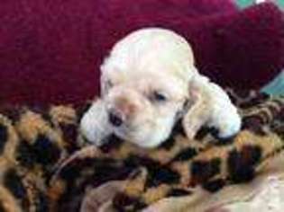 Cocker Spaniel Puppy for sale in AUSTIN, TX, USA