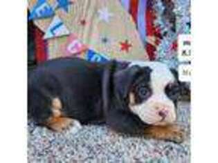 Olde English Bulldogge Puppy for sale in Sioux Center, IA, USA