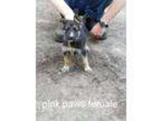German Shepherd Dog Puppy for sale in Lake, MI, USA