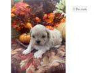 Mutt Puppy for sale in Orem, UT, USA