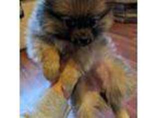 Pomeranian Puppy for sale in Hadley, PA, USA