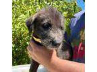 Irish Wolfhound Puppy for sale in Granby, MO, USA