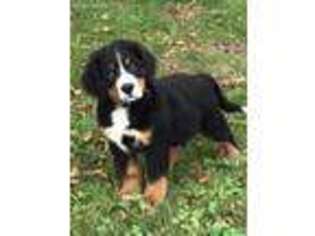 Bernese Mountain Dog Puppy for sale in Perry, MI, USA
