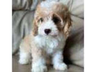 Cavapoo Puppy for sale in New London, MO, USA