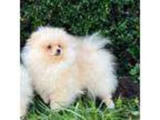 Pomeranian Puppy for sale in Springfield, OR, USA
