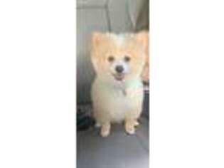 Pomeranian Puppy for sale in Lake Worth, FL, USA