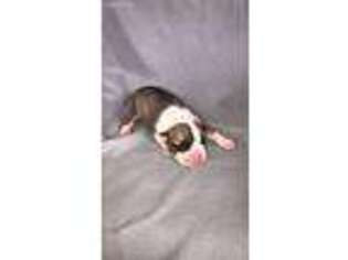 Olde English Bulldogge Puppy for sale in Lamar, SC, USA
