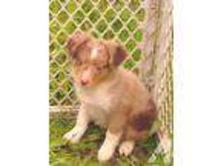 Miniature Australian Shepherd Puppy for sale in KALAMA, WA, USA