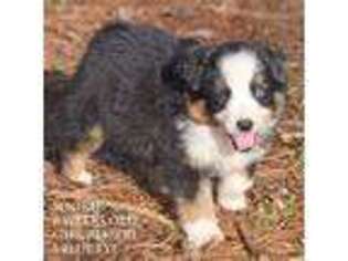 Miniature Australian Shepherd Puppy for sale in Lenoir, NC, USA