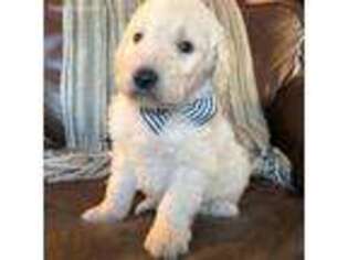 Goldendoodle Puppy for sale in Fayetteville, TN, USA