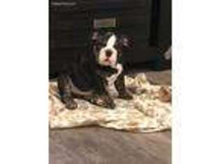 Bulldog Puppy for sale in Westport, MA, USA