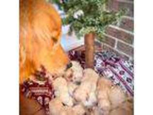 Golden Retriever Puppy for sale in Patrick, SC, USA