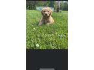 Goldendoodle Puppy for sale in Peru, IN, USA