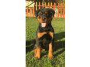 Rottweiler Puppy for sale in Perris, CA, USA