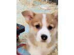 Pembroke Welsh Corgi Puppy for sale in Grand Ledge, MI, USA