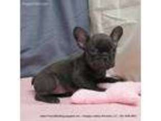 French Bulldog Puppy for sale in Drain, OR, USA