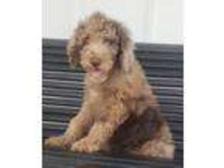 Labradoodle Puppy for sale in Culloden, GA, USA