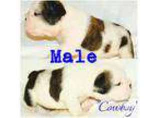 Bulldog Puppy for sale in CYPRESS, TX, USA