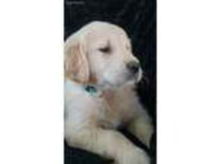 Golden Retriever Puppy for sale in Rock Stream, NY, USA