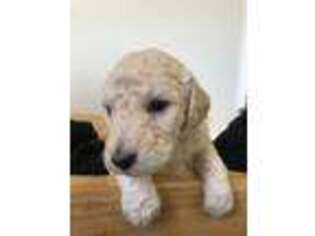 Labradoodle Puppy for sale in Edinburg, VA, USA