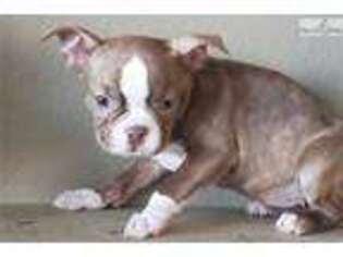 Boston Terrier Puppy for sale in San Diego, CA, USA