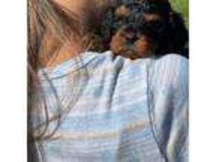 Cavapoo Puppy for sale in Lewistown, MT, USA